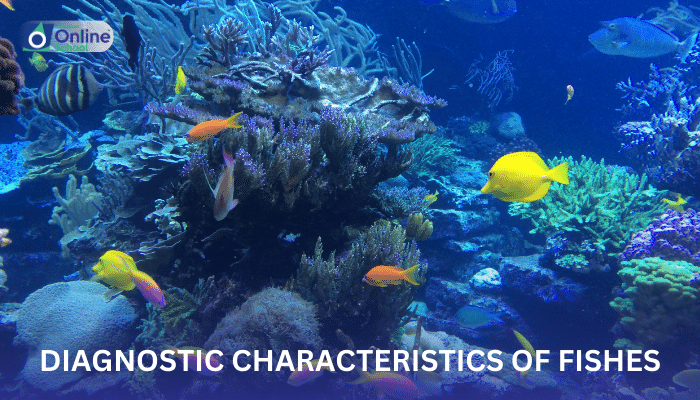Lesson 10: Diagnostic Characteristics of Fishes
